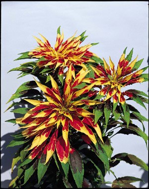 Amaranthus tricolor - a- copaci si plante diverse pt Romania