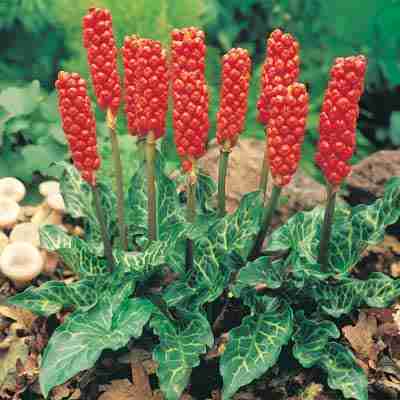 Arum italicum