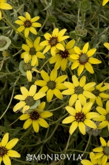 Berlandiera lyrata cu miros de ciocolata - a- copaci si plante diverse pt Romania