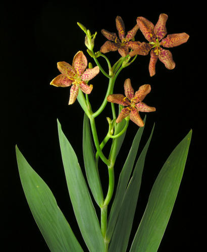 Belamcanda_chinensis