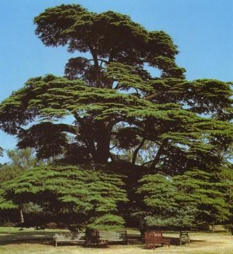 cedrus_libani