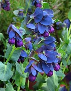 Cerinthe major purpurescens - a- copaci si plante diverse pt Romania