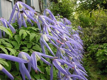 Clematis macropetala - a- copaci si plante diverse pt Romania