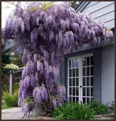Wisteria sinensis - a- copaci si plante diverse pt Romania