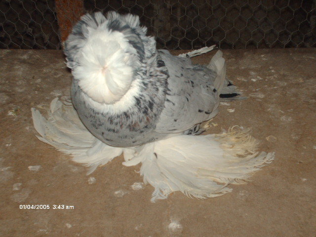 Picture 006 - buhara 2012 bokharapigeons