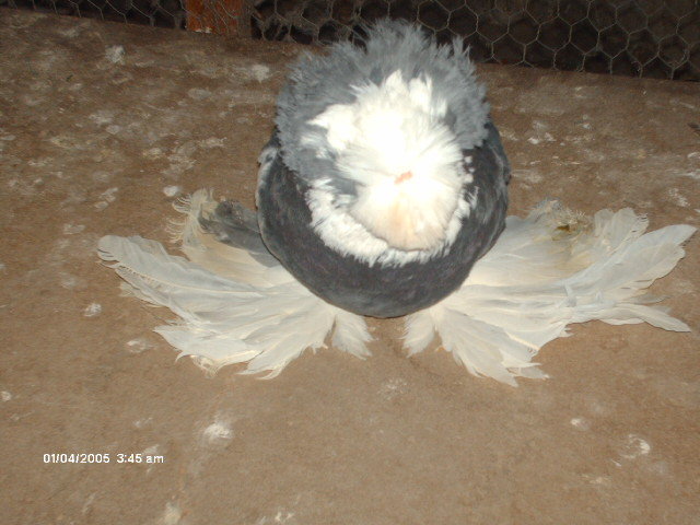 Picture 010 - buhara 2012 bokharapigeons