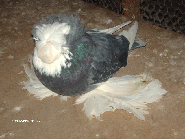 Picture 011 - buhara 2012 bokharapigeons