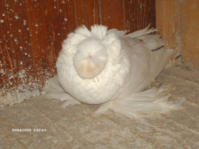 Picture 014 - buhara 2012 bokharapigeons