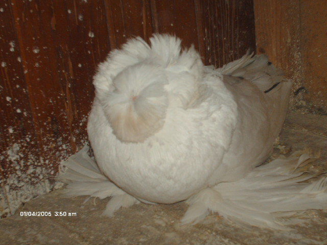 Picture 015 - buhara 2012 bokharapigeons