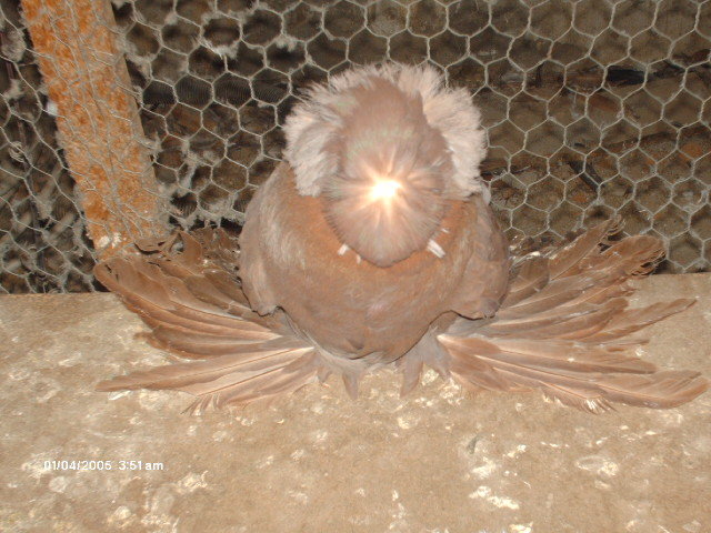 Picture 017 - buhara 2012 bokharapigeons