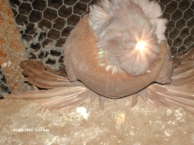 Picture 018 - buhara 2012 bokharapigeons