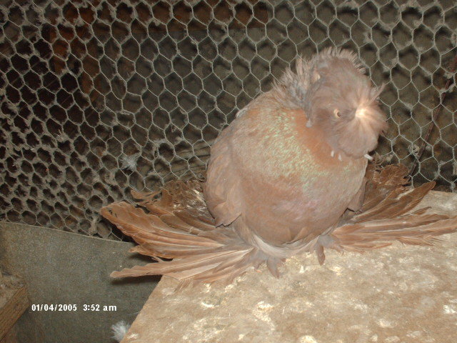 Picture 019 - buhara 2012 bokharapigeons