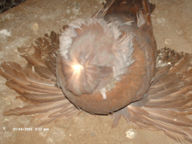 Picture 020 - buhara 2012 bokharapigeons