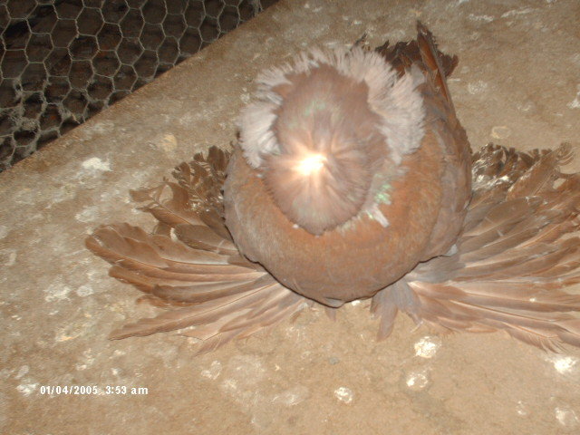 Picture 021 - buhara 2012 bokharapigeons