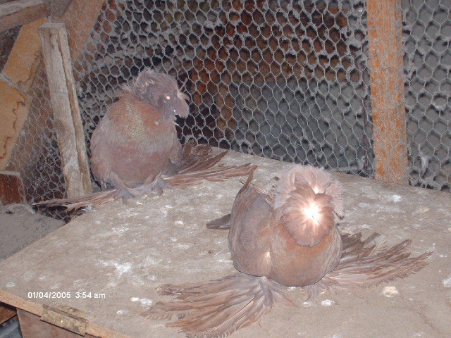 Picture 023 - buhara 2012 bokharapigeons