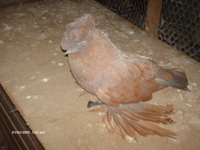 Picture 025 - buhara 2012 bokharapigeons