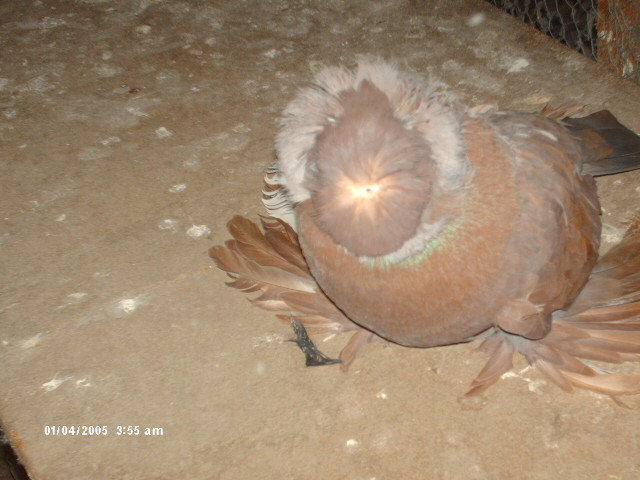 Picture 026 - buhara 2012 bokharapigeons