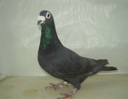 black pigeon - 0 VOIAJORI NEGRI HOREMANS