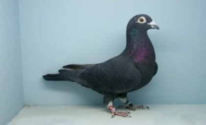 pigeon3 - 0 VOIAJORI NEGRI HOREMANS