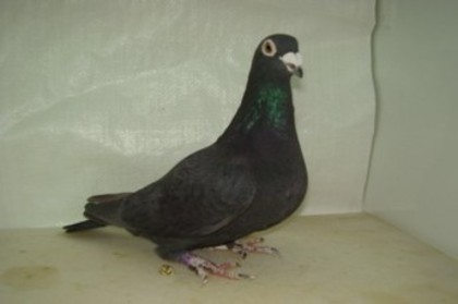 pigeon 2 - 0 VOIAJORI NEGRI HOREMANS