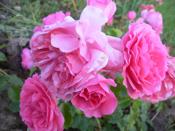 Tr.roz (3) - Roz-foarte florifer
