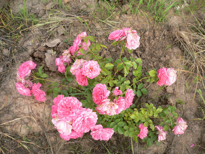 Tr.roz (4) - Roz-foarte florifer