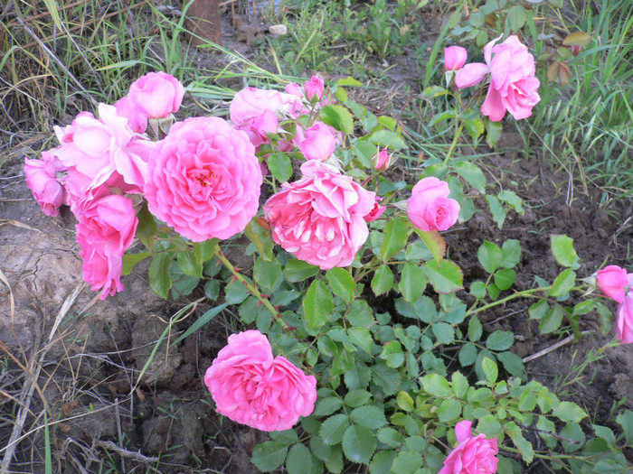 Tr.roz - Roz-foarte florifer