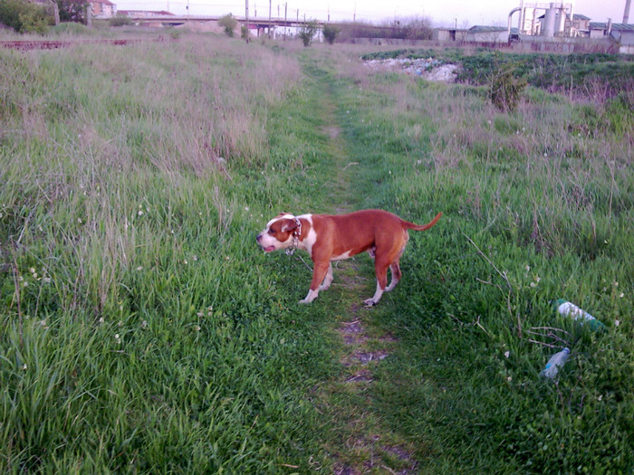 Image020 - amstaff nero 2011