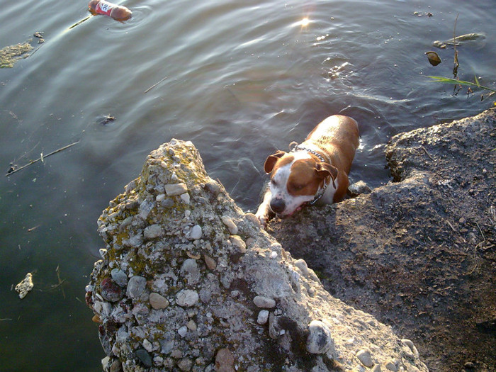 Image032 - amstaff nero 2011