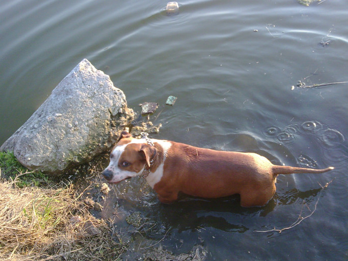 Image033 - amstaff nero 2011