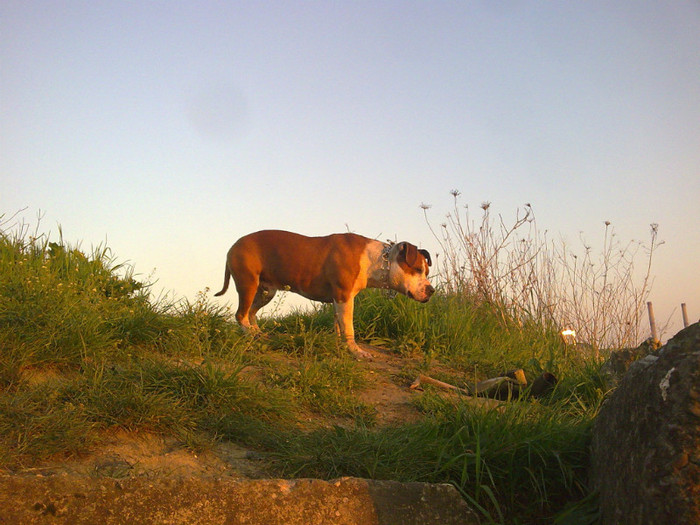 Image034 - amstaff nero 2011