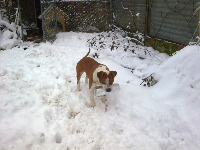 Image080 - amstaff nero 2011