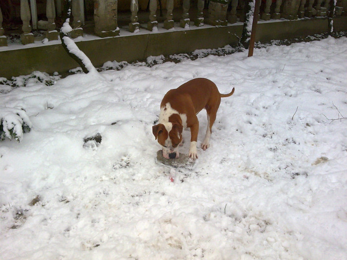 Image081 - amstaff nero 2011