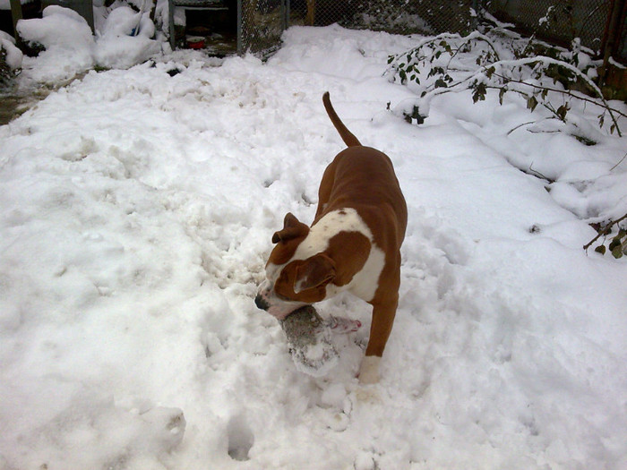 Image082 - amstaff nero 2011