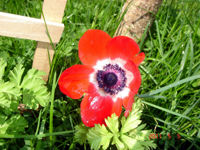 DSC00057 - ANEMONE