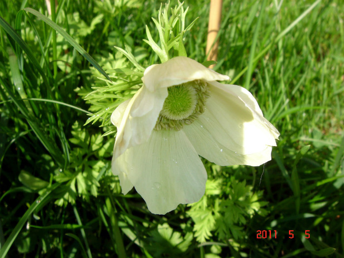 DSC00058 - ANEMONE