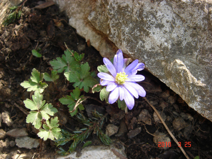 DSC08488 - ANEMONE