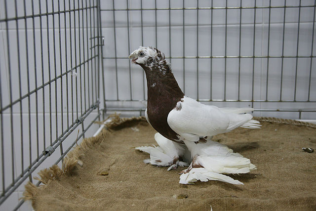 Uzbec 13 - Porumbei Uzbeci