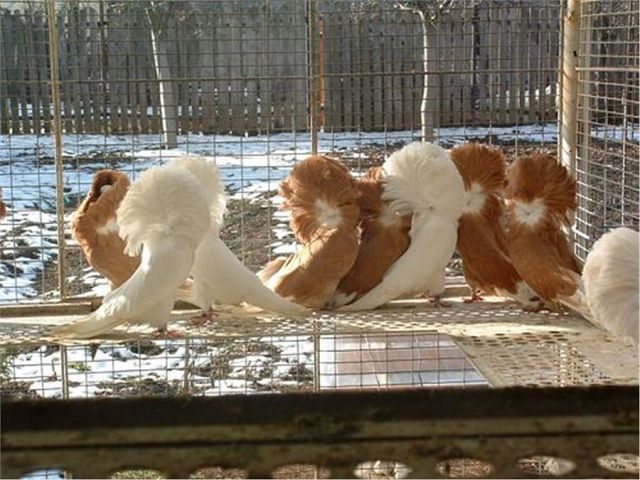 Gulerati albi si galbeni