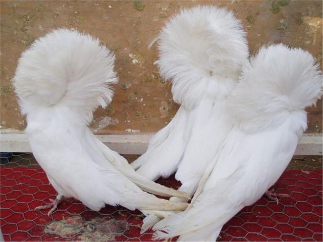 Gulerati albi - Porumbei Gulerati
