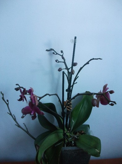 poze 965 - orhidee februarie 2012