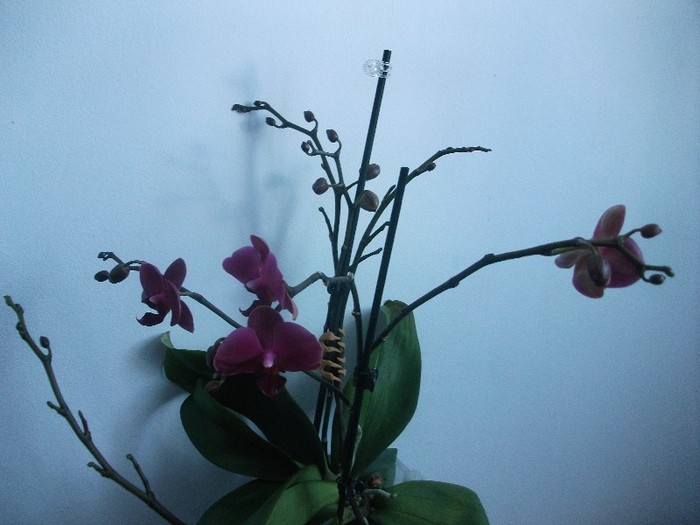 poze 959 - orhidee februarie 2012