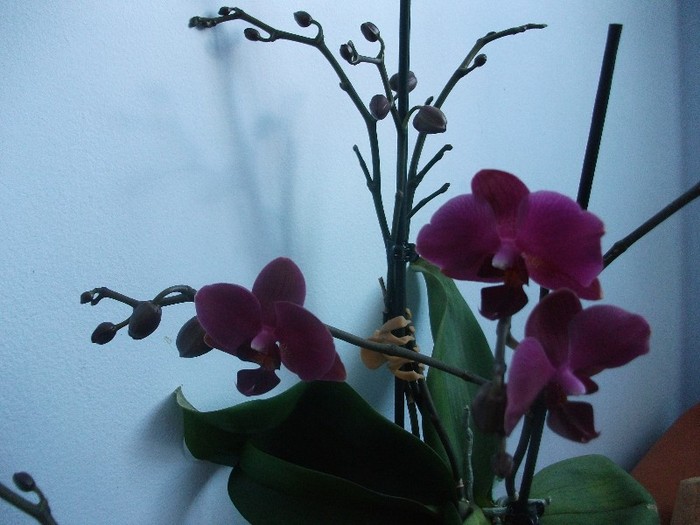 poze 960 - orhidee februarie 2012