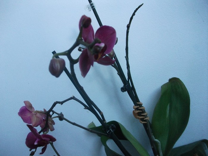 poze 962 - orhidee februarie 2012
