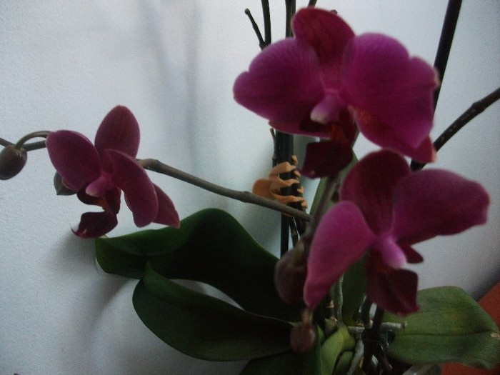 poze 963 - orhidee februarie 2012