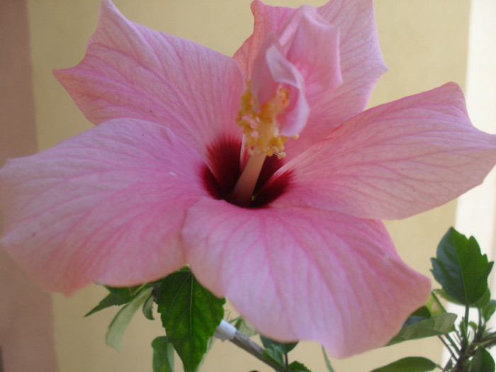 Hibiscus Cairo Pink - TRIBUTUL IERNII
