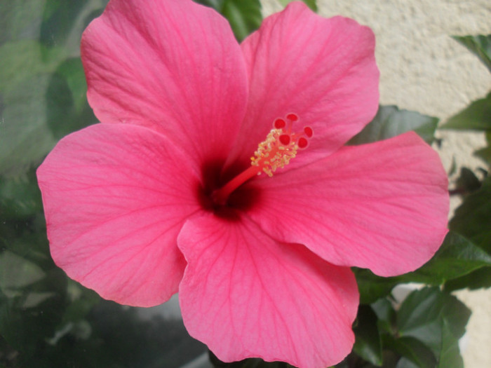 Hibiscus Cairo Rose