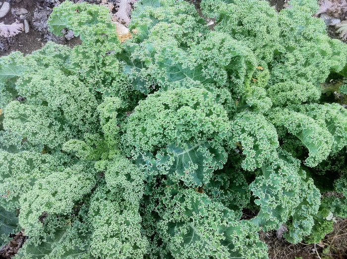 Kale - Jungla mea de flori