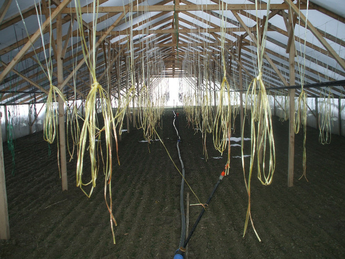 DSCF0975 - solarii 2012