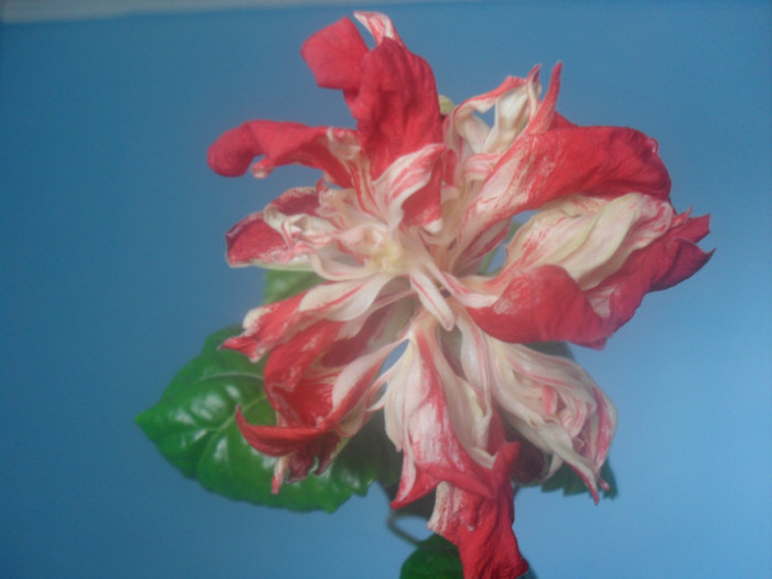 484 - HIBISCUS BAPTISTII 2012